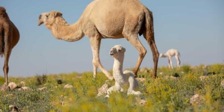 ”الزراعة“: الترقيم الإلكتروني للإبل يعزز الشفافية في البيع والشراء - اليوم الإخباري