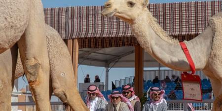 مهرجان الإبل يعزز الاستدامة البيئية بالعناية بـ 1244 شجيرة ونخلة - اليوم الإخباري