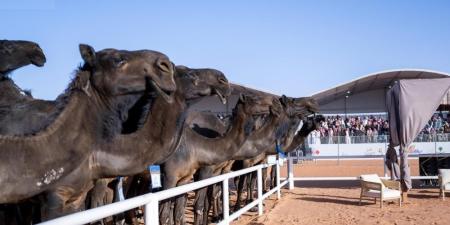 10 فائزين في اليوم الـ15.. “مهرجان الإبل” يختتم منافساته اليوم - اليوم الإخباري