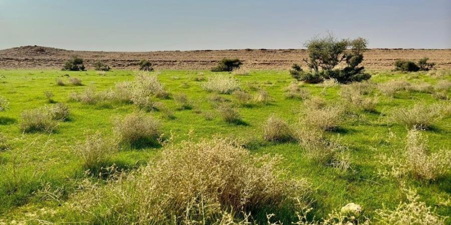 صور.. بعد هطول الأمطار.. ضواحي رفحاء تكتسي بالرداء الأخضر - اليوم الإخباري