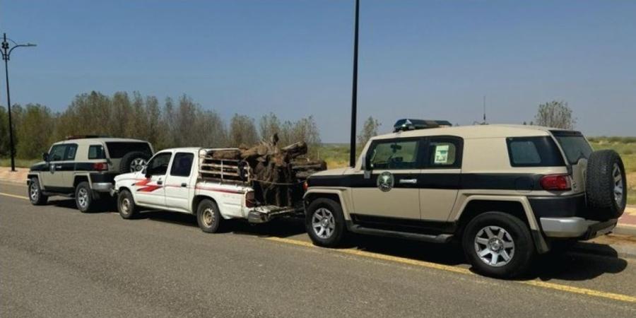 جازان.. ضبط مخالف بحوزته حطب محلي معروض للبيع - اليوم الإخباري