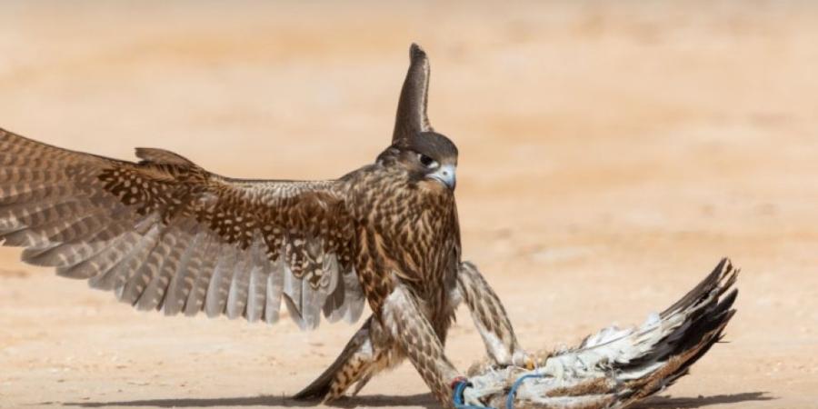 يبدأ 3 ديسمبر.. الصقارون يستعدون لمنافسات مهرجان الملك عبدالعزيز - اليوم الإخباري