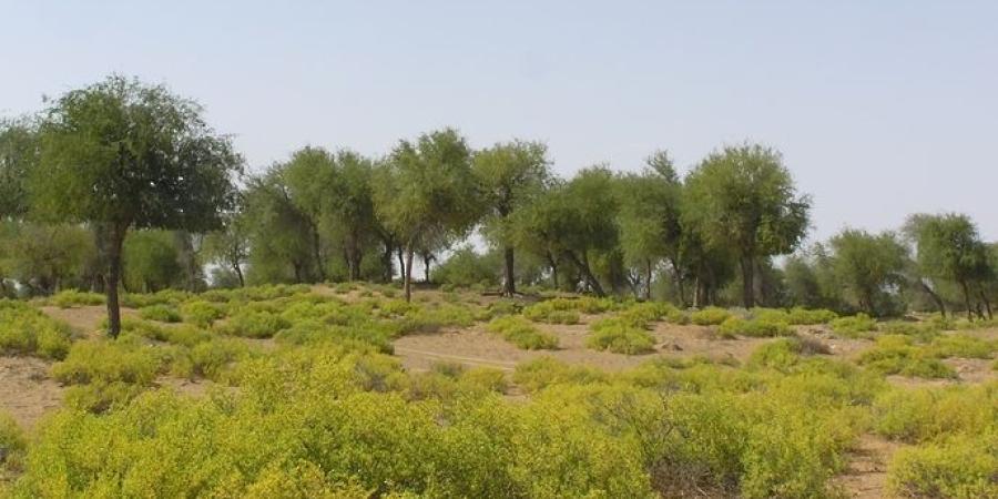 ماذا تعرف عن محمية أشجار الغاف المؤقتة بجنوب الشرقية؟ - اليوم الإخباري