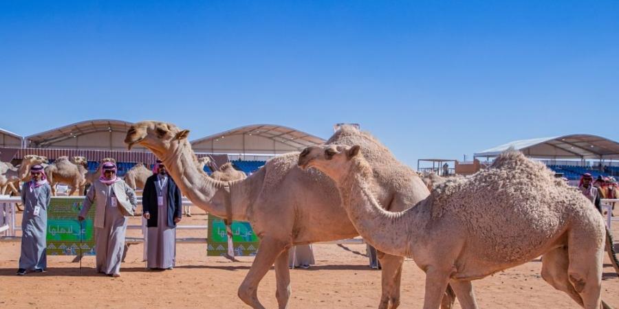 مهرجان الملك عبدالعزيز للإبل يستقبل وفود سبع دول أجنبية - اليوم الإخباري