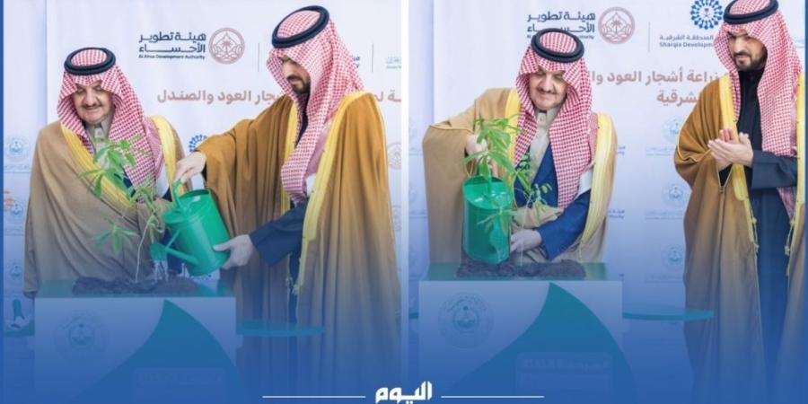 غرس أول شتلة “صندل” بالمنطقة الشرقية ضمن مبادرة السعودية الخضراء - اليوم الإخباري